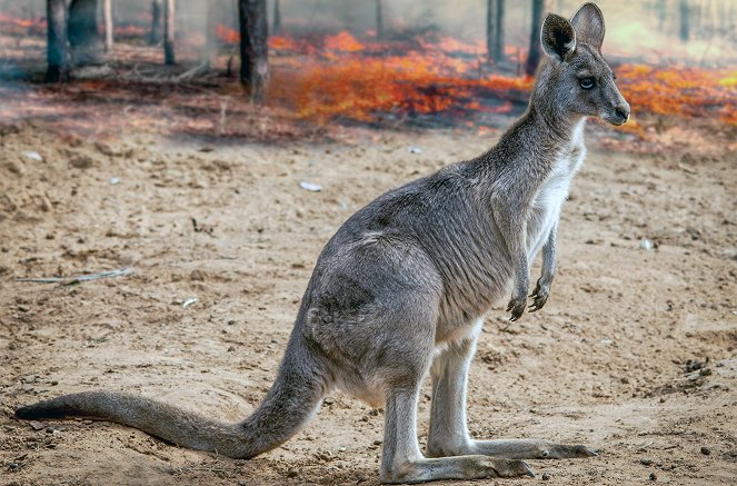 Bushfire Animal Rescue - Photos