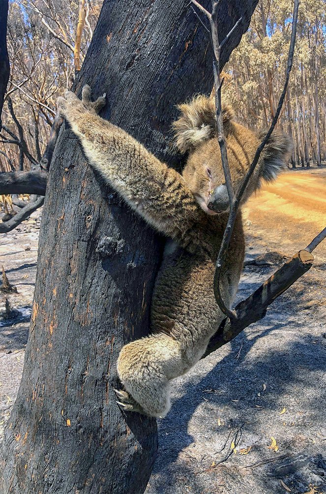 Koala, Wombat & Co. - Leben nach dem Buschfeuer - Filmfotos