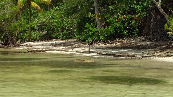 Les Caraïbes - L'Odyssée des crocodiles - Film