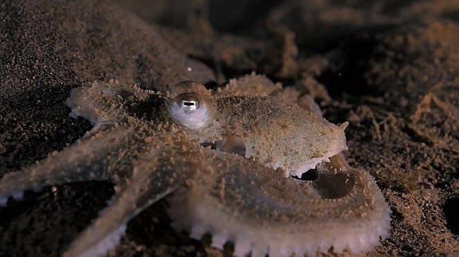 Universum: Wunder der Karibik - Die Riesen der Karibik - Wale und Vulkane - Filmfotos