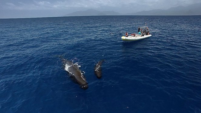 Les Caraïbes - Volcans et baleines - Film