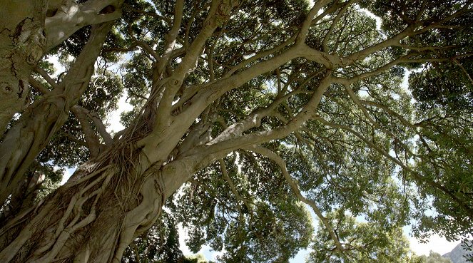 Jardins d'ici et d'ailleurs - Kirstenbosch - Film