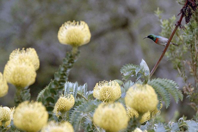 Amazing Gardens - Season 3 - Kirstenbosch - Photos
