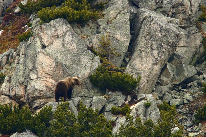 Erlebnis Erde: Die Hohe Tatra - Im Reich der Bären - Filmfotos