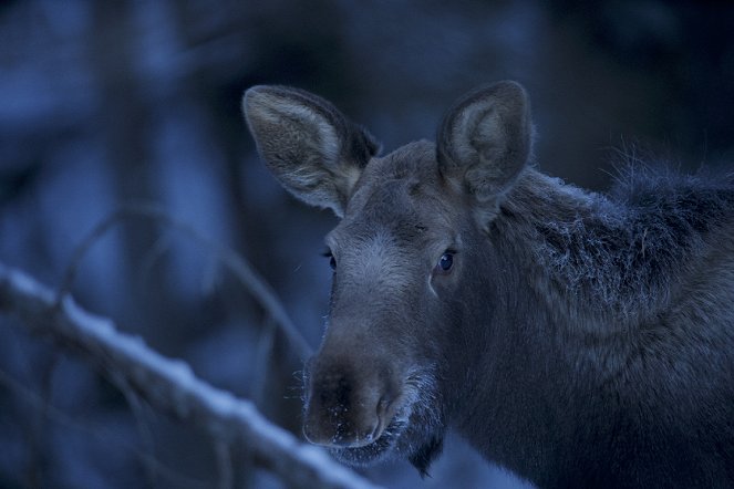 Die wilde Welt des Winters - Filmfotos