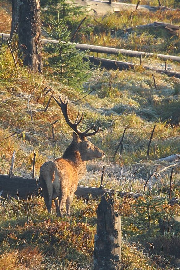 Wildes Bayern - Der Nationalpark Bayerischer Wald - Filmfotók