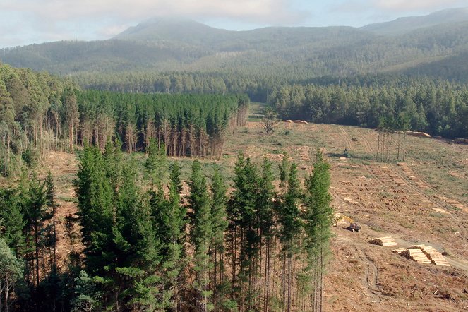 Tajný život lesů - Tasmanie, sauver les derniers géants - Z filmu