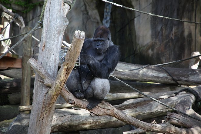 Taronga: Who's Who in the Zoo - Filmfotos