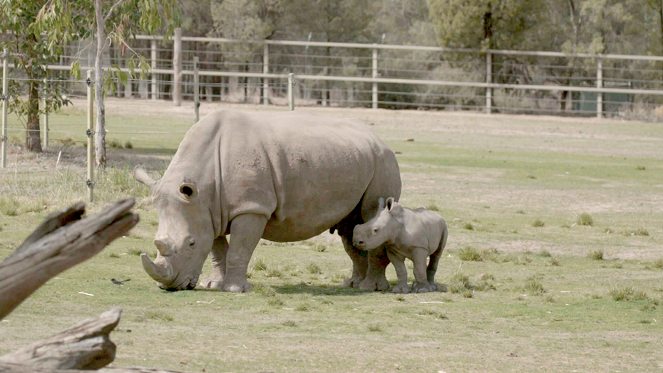 Taronga: Who's Who in the Zoo - Van film