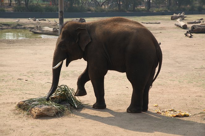 Zwierzęta z Taronga Zoo - Z filmu