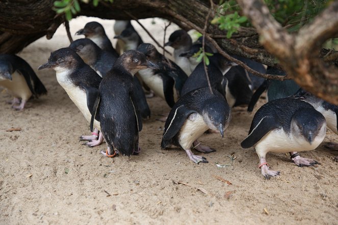 Taronga: Who's Who in the Zoo - Photos