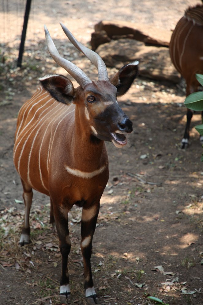 Zwierzęta z Taronga Zoo - Z filmu