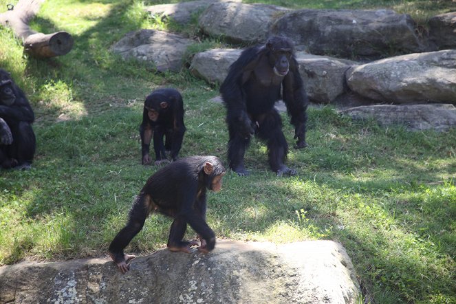 Zwierzęta z Taronga Zoo - Z filmu