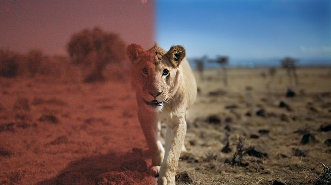 Terre : Les couleurs nocturnes - Des lions dans la prairie - Film