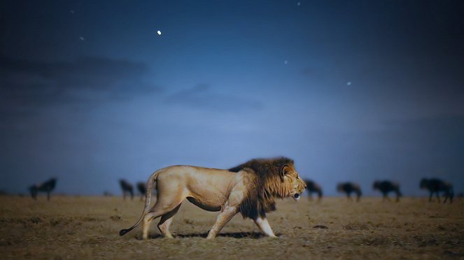 Earth at Night in Color - Lion Grasslands - Van film