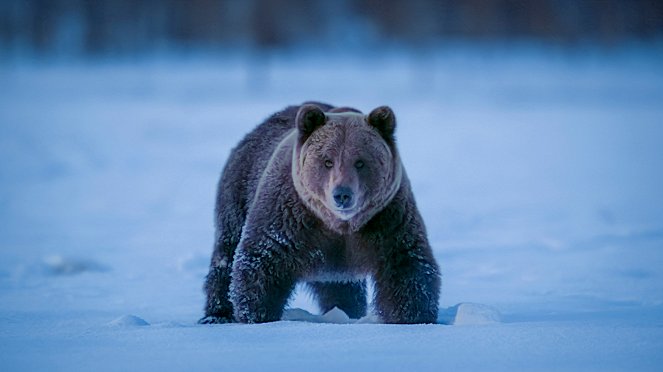 Terre : Les couleurs nocturnes - Des ours des bois - Film
