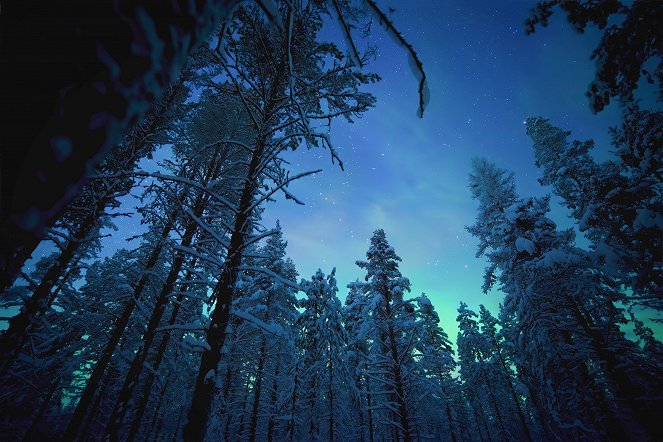Earth at Night in Color - Bear Woodlands - Do filme