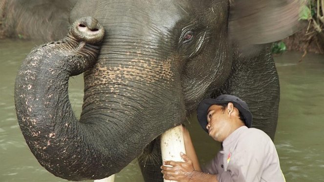 Anna und die wilden Tiere - Beim Elefantendoktor - Filmfotos