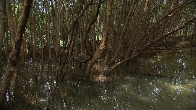 Anna und die wilden Tiere - Die verrückte Welt der Mangroven - Van film