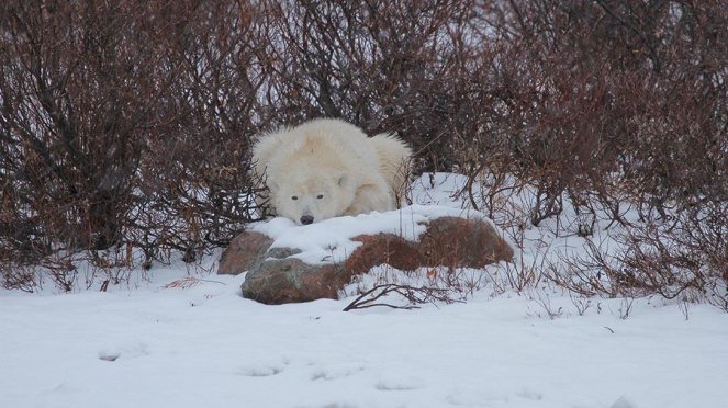 Anna und die wilden Tiere - Wenn der Eisbär fliegen muss - Kuvat elokuvasta