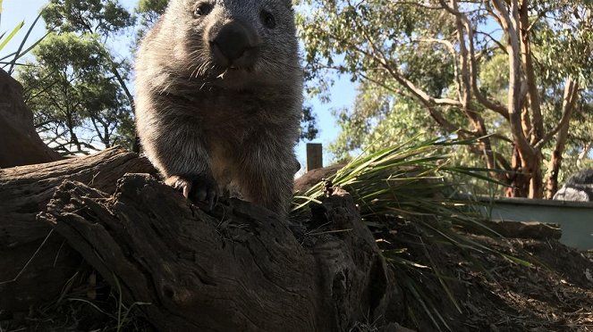 Anna und die wilden Tiere - Warum der Wombat Würfel kackt - Filmfotók