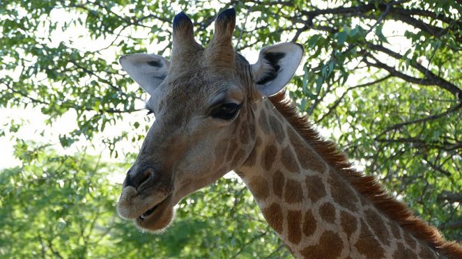 Anna und die wilden Tiere - Die Zunge der Giraffe - Z filmu