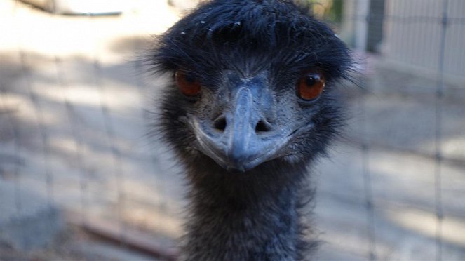 Anna und die wilden Tiere - Der Emu legt nur grüne Eier - Van film
