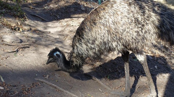 Anna und die wilden Tiere - Der Emu legt nur grüne Eier - Kuvat elokuvasta