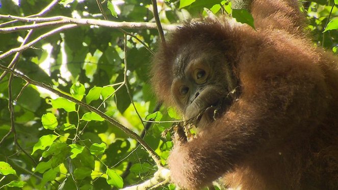 Anna und die wilden Tiere - Orang-Utans in der Schule - Photos