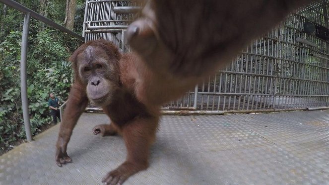 Anna und die wilden Tiere - Orang-Utans in der Schule - Z filmu