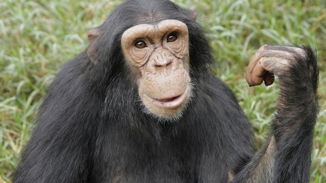 Anna und die wilden Tiere - Schlau wie die Schimpansen - Van film