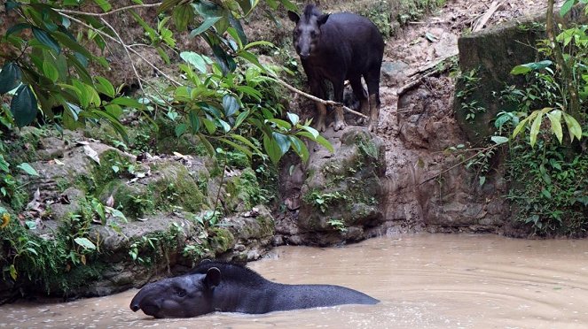 Anna und die wilden Tiere - Ein Tapir geht baden - Photos