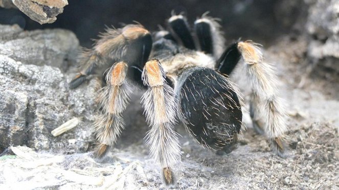 Anna und die wilden Tiere - Keine Angst vor Spinnen - Filmfotók
