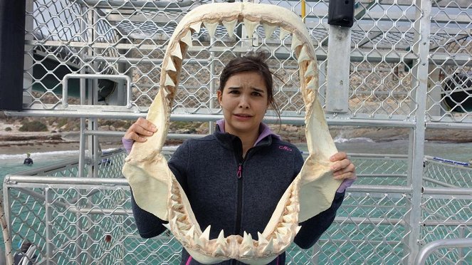 Anna und die wilden Tiere - Mit dem Hai unter Wasser - Photos - Annika Preil