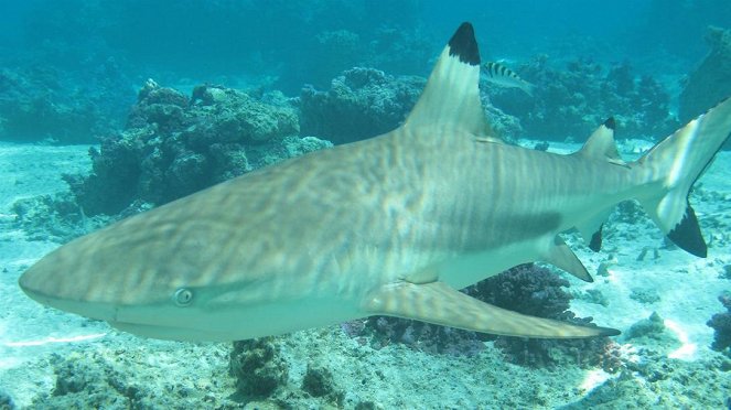 Anna und die wilden Tiere - Mit dem Hai unter Wasser - Photos
