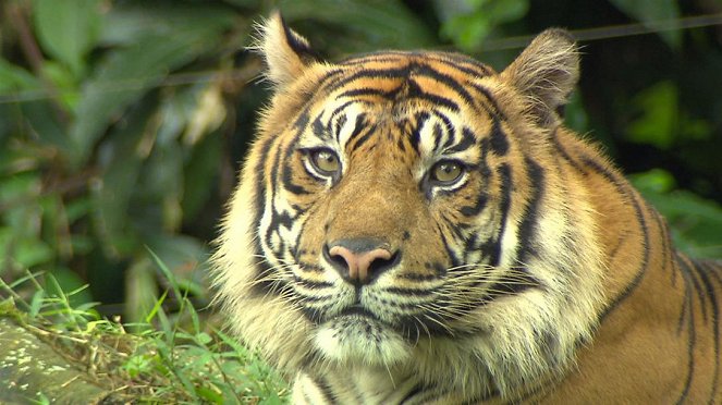 Anna und die wilden Tiere - Im Revier der Tiger - Van film