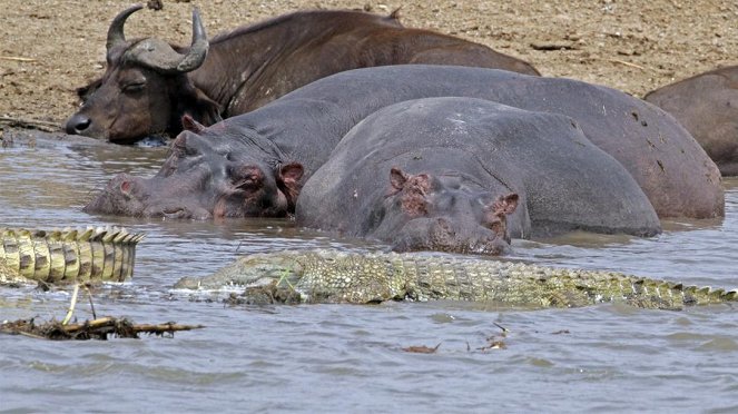 Anna und die wilden Tiere - Ein Fluss voller Flusspferde - Photos