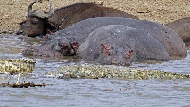 Anna und die wilden Tiere - Ein Fluss voller Flusspferde - Z filmu