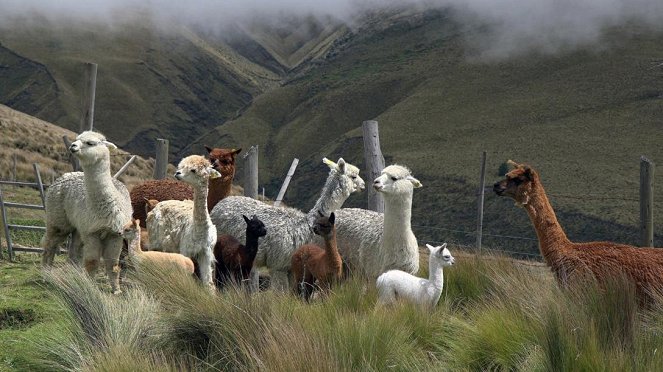 Anna und die wilden Tiere - Lama und Alpaka – Die Meisterspucker - Photos