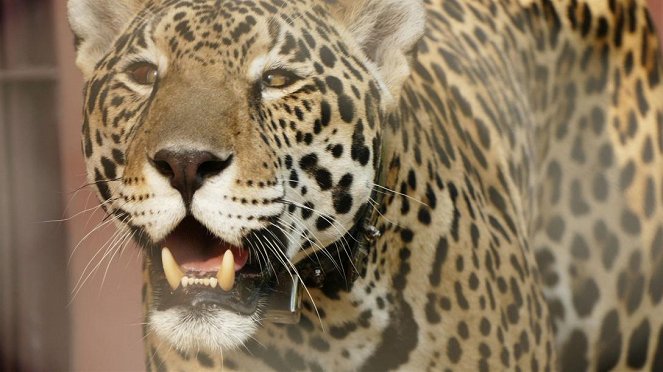 Anna und die wilden Tiere - Die Raubkatzen von Brasilien - Van film
