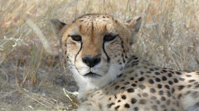Anna und die wilden Tiere - So jagt der Gepard - Filmfotos