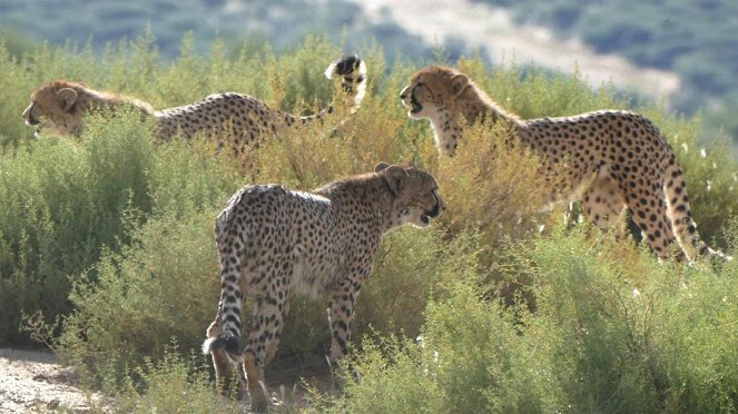Anna und die wilden Tiere - So jagt der Gepard - Filmfotók