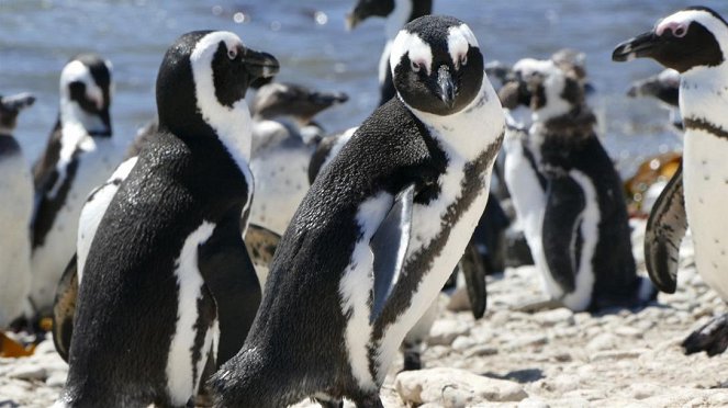 Anna und die wilden Tiere - Praktikum bei den Pinguinen - Film