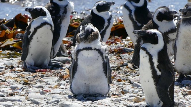 Anna und die wilden Tiere - Praktikum bei den Pinguinen - Van film