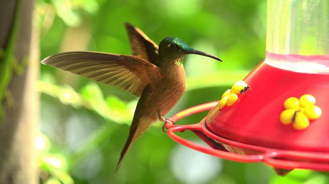 Anna und die wilden Tiere - Kolibris – die Meisterflieger - Van film