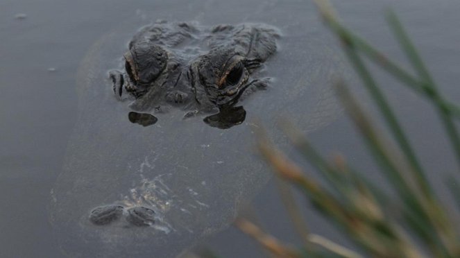 Anna und die wilden Tiere - Die Zähne des Alligators - Filmfotók
