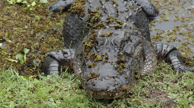 Anna und die wilden Tiere - Die Zähne des Alligators - Photos