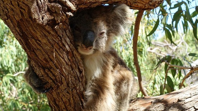 Anna und die wilden Tiere - Voll süß, Koala! - Photos