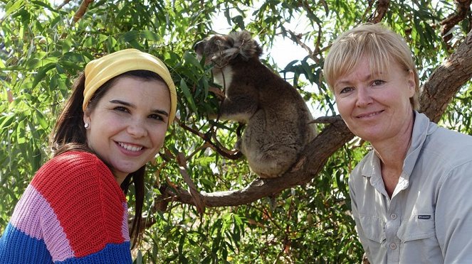 Anna Und Die Wilden Tiere Koala