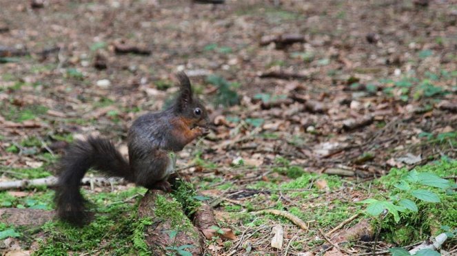 Anna und die wilden Tiere - Nüsse für die Eichhörnchen - Photos